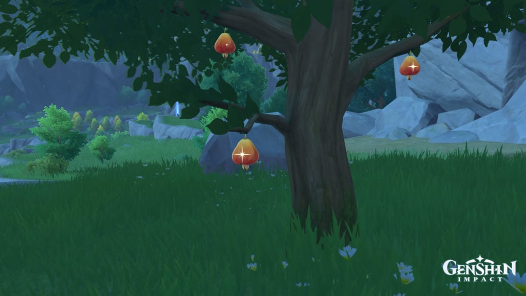 Where to find Sunsettia in Genshin Impact