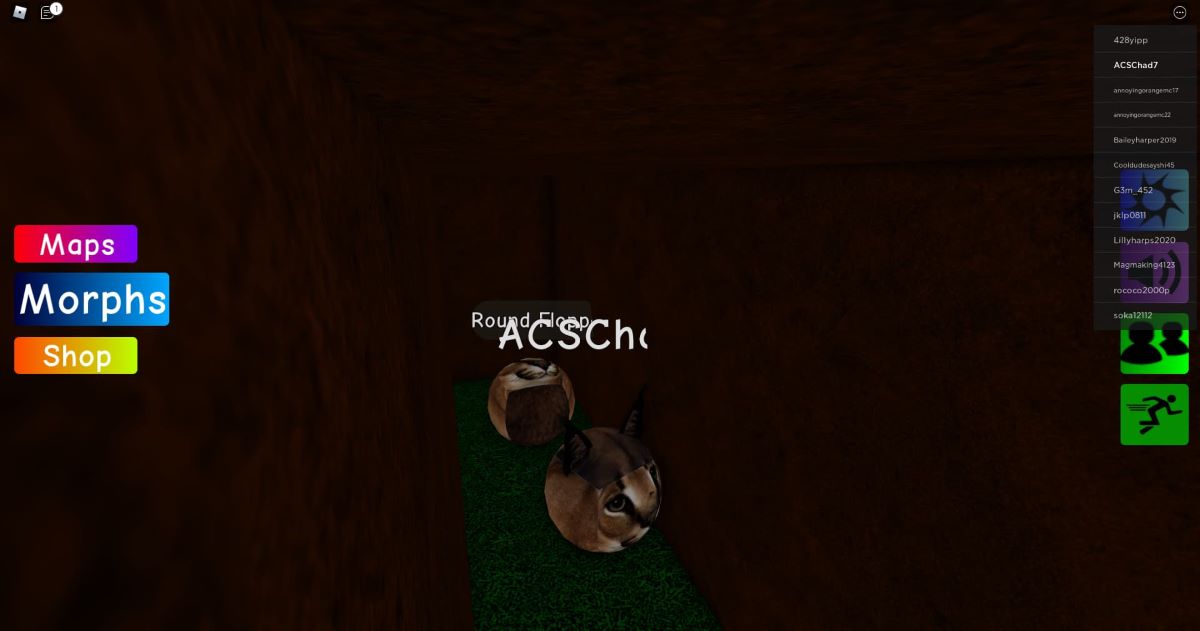 How to seek out the Round Floppa Morph in Find the Floppa Morphs GamerWoo